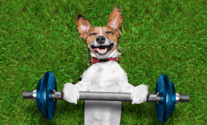 Smiling Dog pressing a barbell